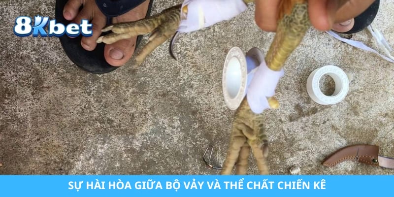 Sự hài hòa giữa bộ vảy và thể chất chiến kê