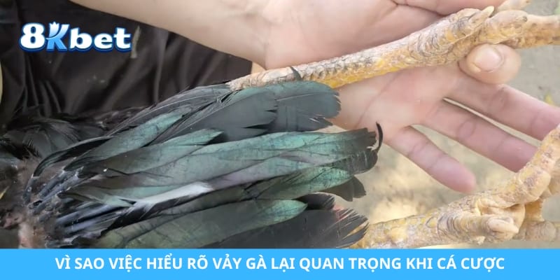 Vì sao việc hiểu rõ vảy gà lại quan trọng khi cá cược